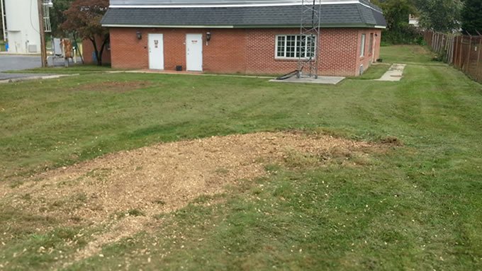 Stump-Removal-After