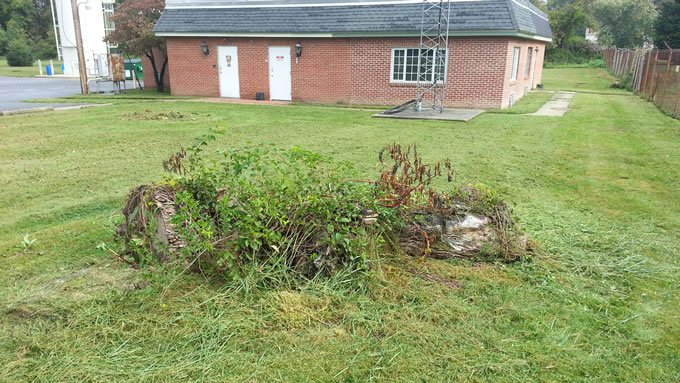 Stump-Removal-Before